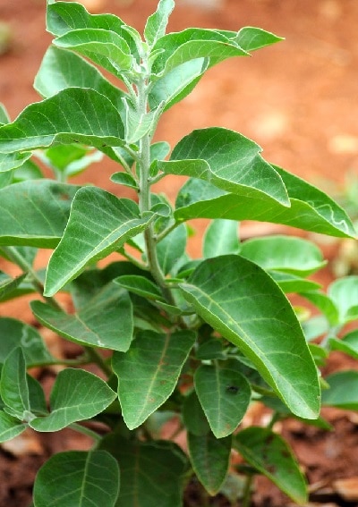 Ashwagandha Ashwagandha