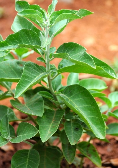 Ashwagandha