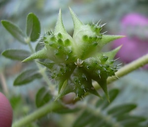 FOOD - Tribulus Terrestris