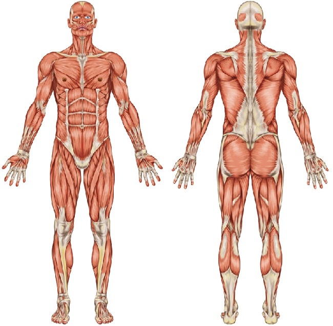 Posterior and Anterior Full Human Body