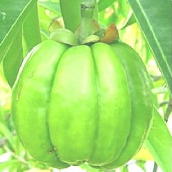 Garcinia Cambogia